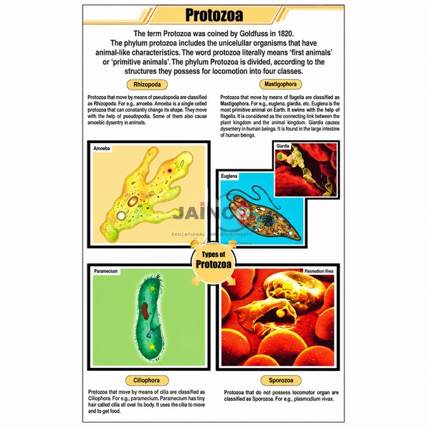 Protozoa Chart